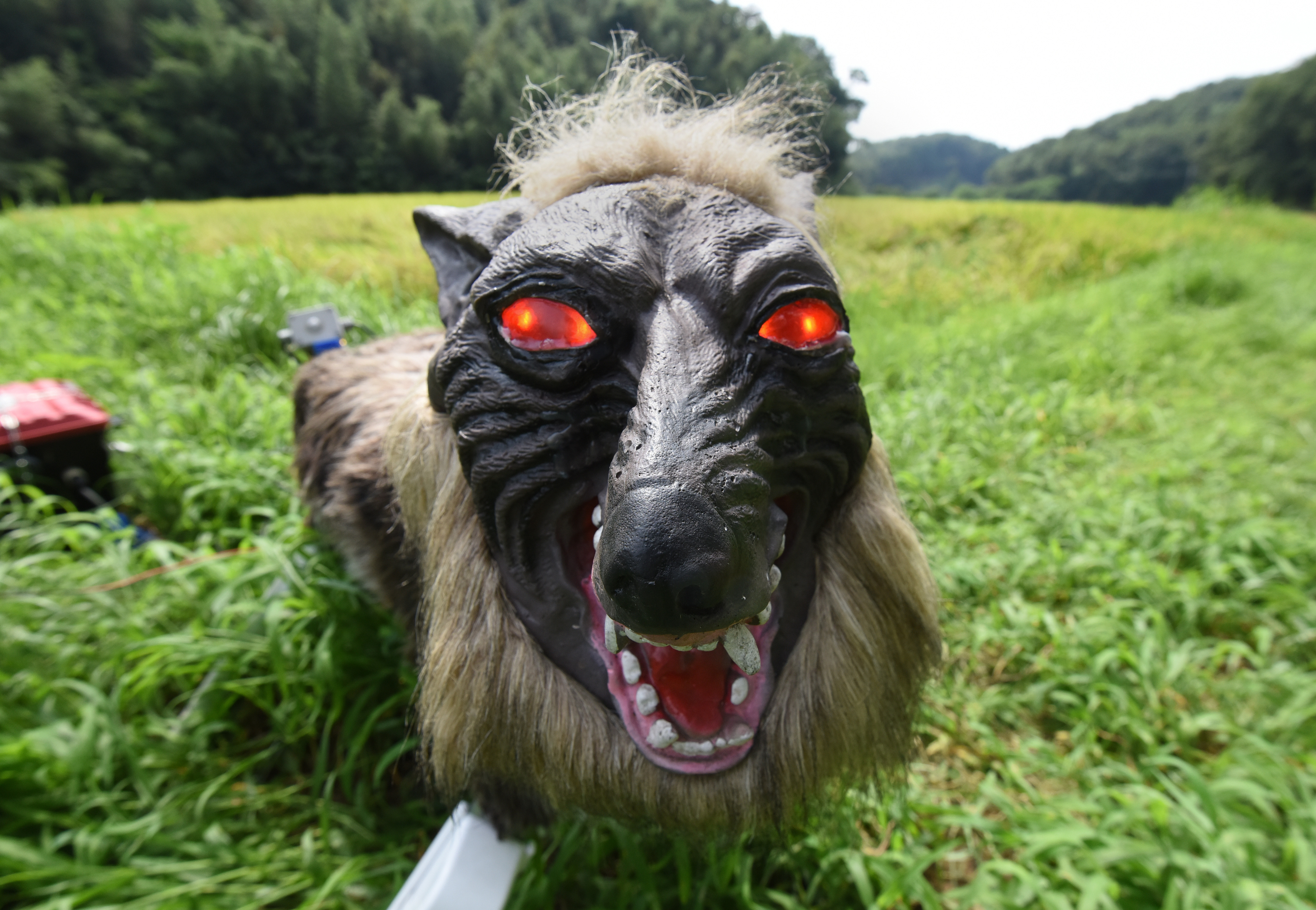 Japan Is Using a Robotic ‘Monster Wolf’ to Scare Bears Away From People’s Houses