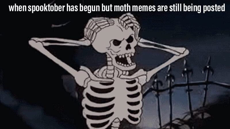 Move Over Moth Memes Spooky Memes Are Here Just In Time For Halloween