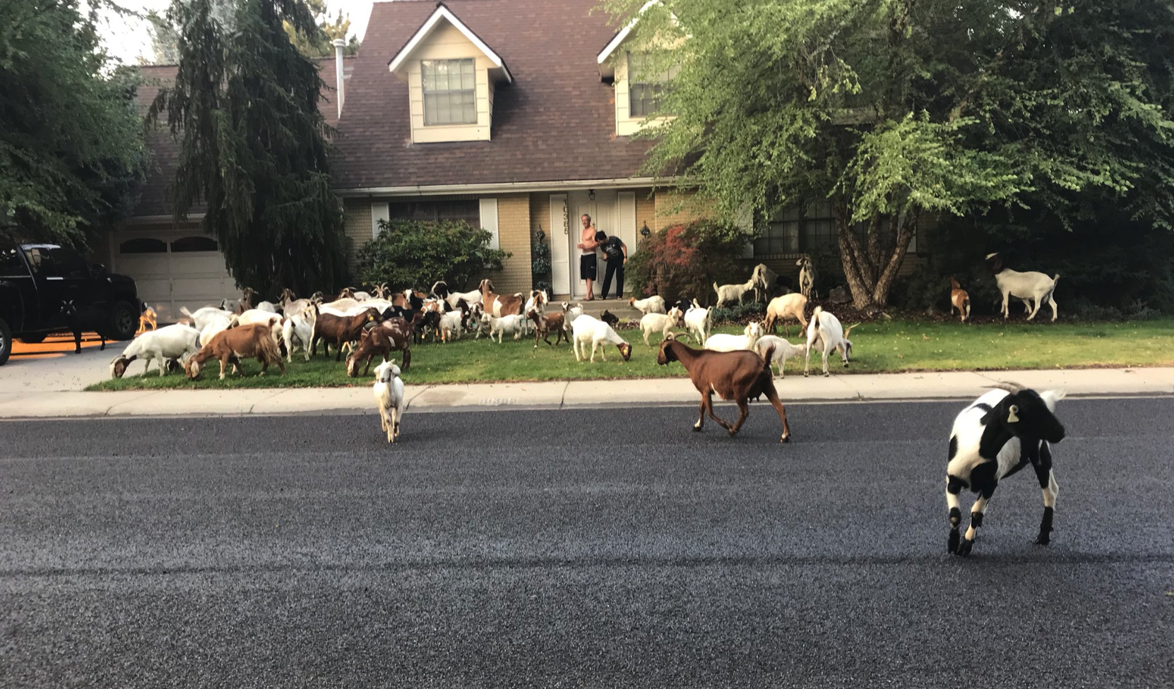 Let These Rebel Goats on the Loose Cleanse Your Social Media-Addled Brain