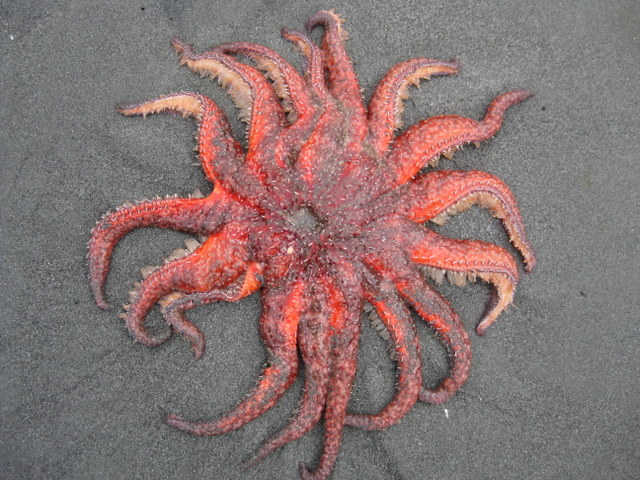 Warmer Temperatures and Disease Decimated This West Coast Starfish in Two Years