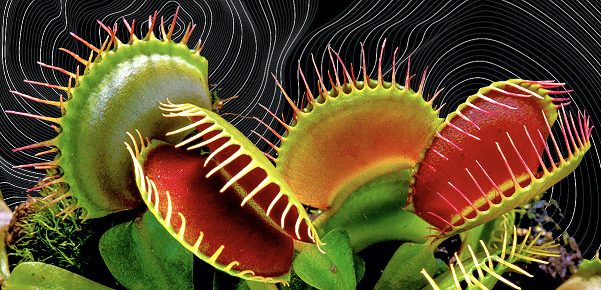 Venus Flytraps Have Fields Like the Human Brain LaptrinhX / News