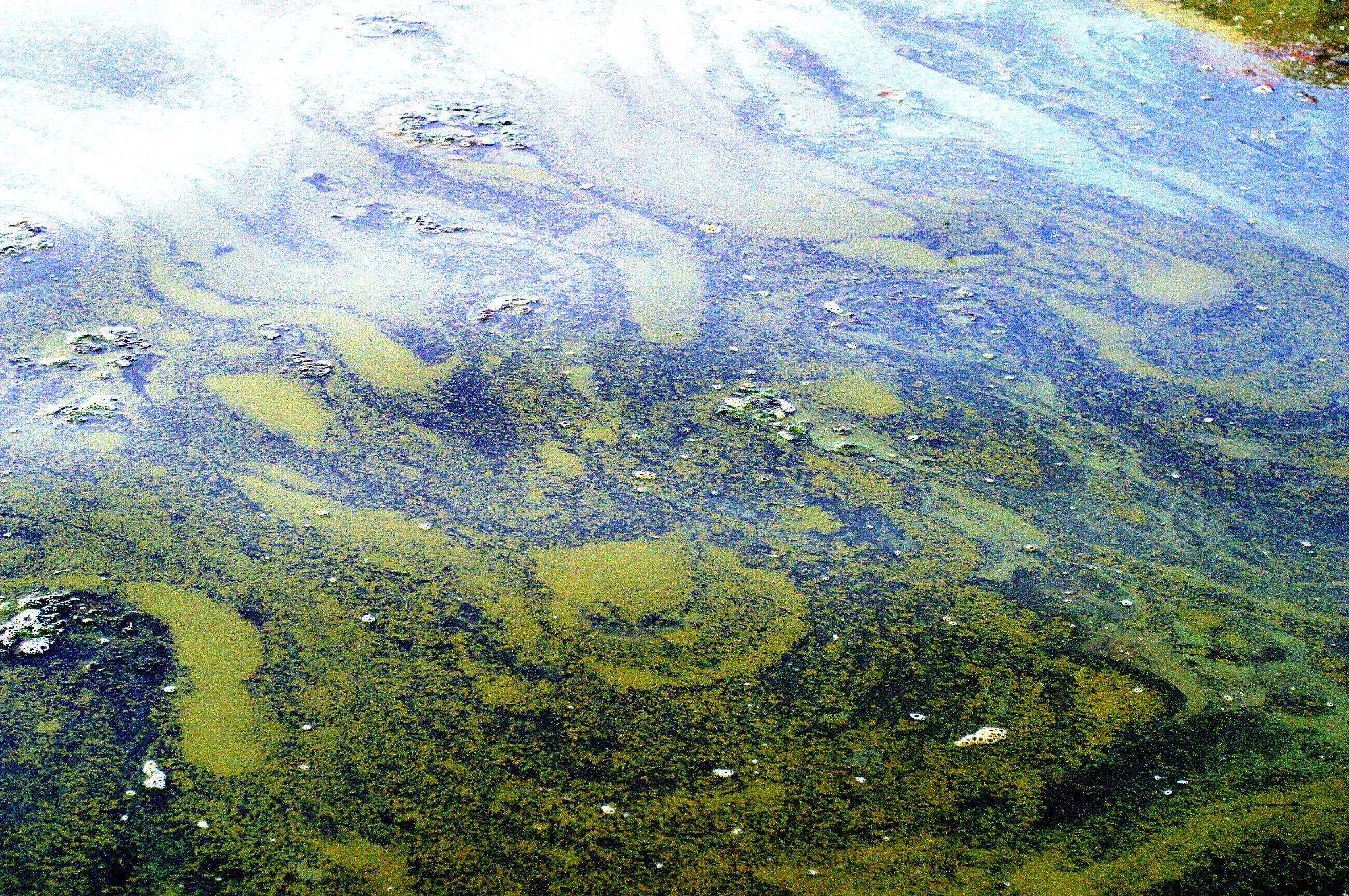 There’s a Toxic, California-Sized Algae Bed Creeping Into the Arctic