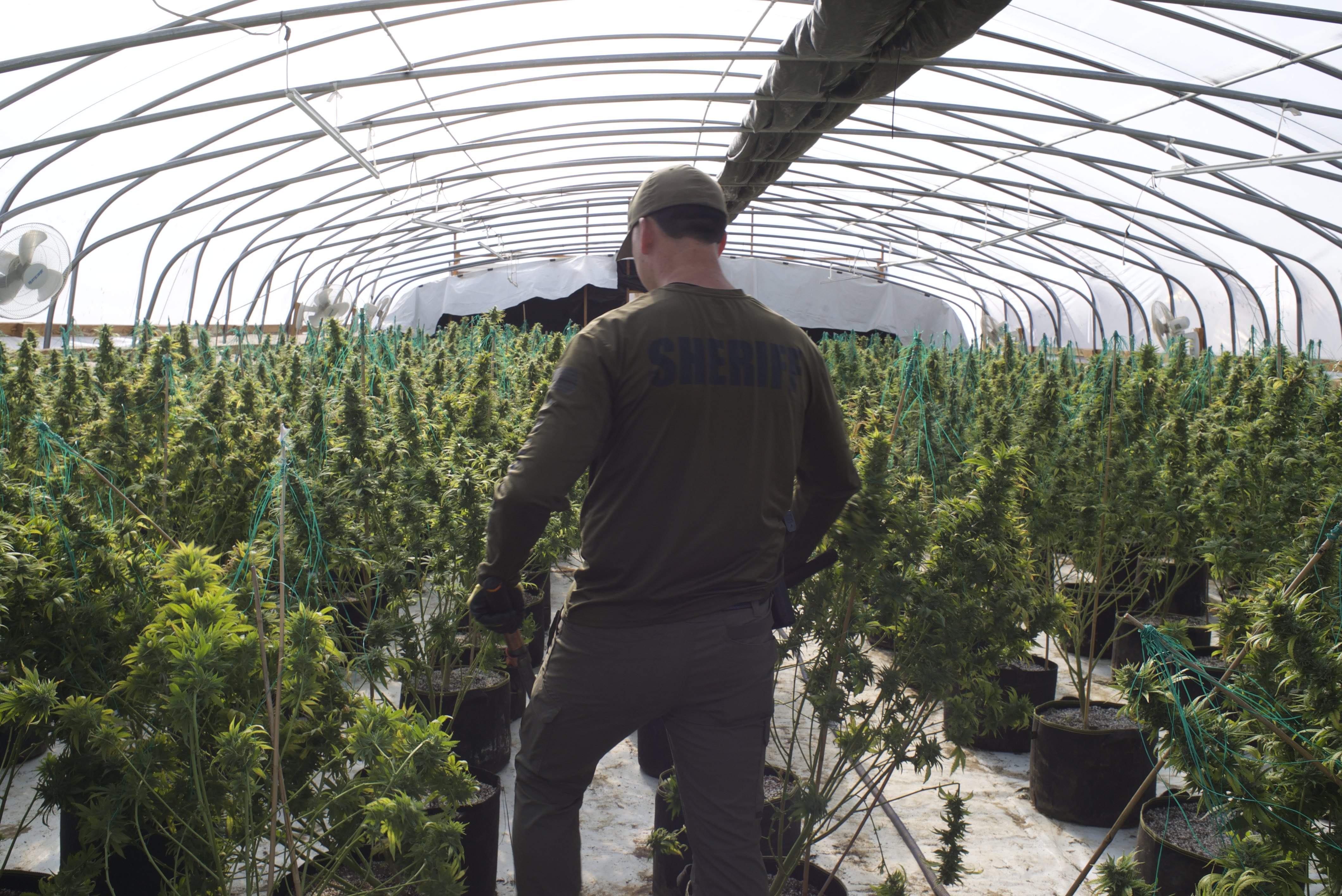 How Legal Weed Sparked a Boom for Outlaw Growers in California