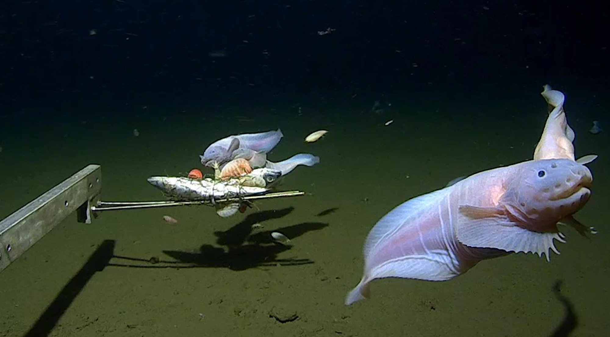 Pecahkan Rekor, Ikan Ini Hidup 8,3 km di Bawah Laut