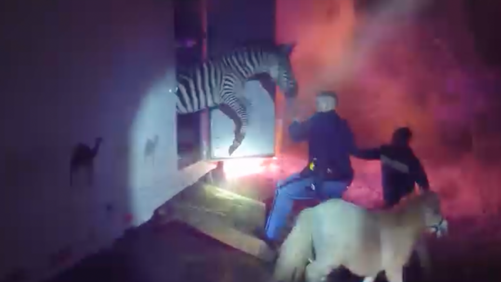 A Pack of Circus Animals Were Rescued From a Burning Truck in Indiana