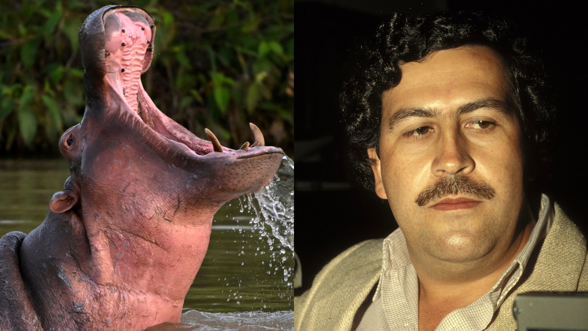 Pablo Escobar’s Invasive ‘Cocaine Hippos’ Are Now Apparently Attacking People