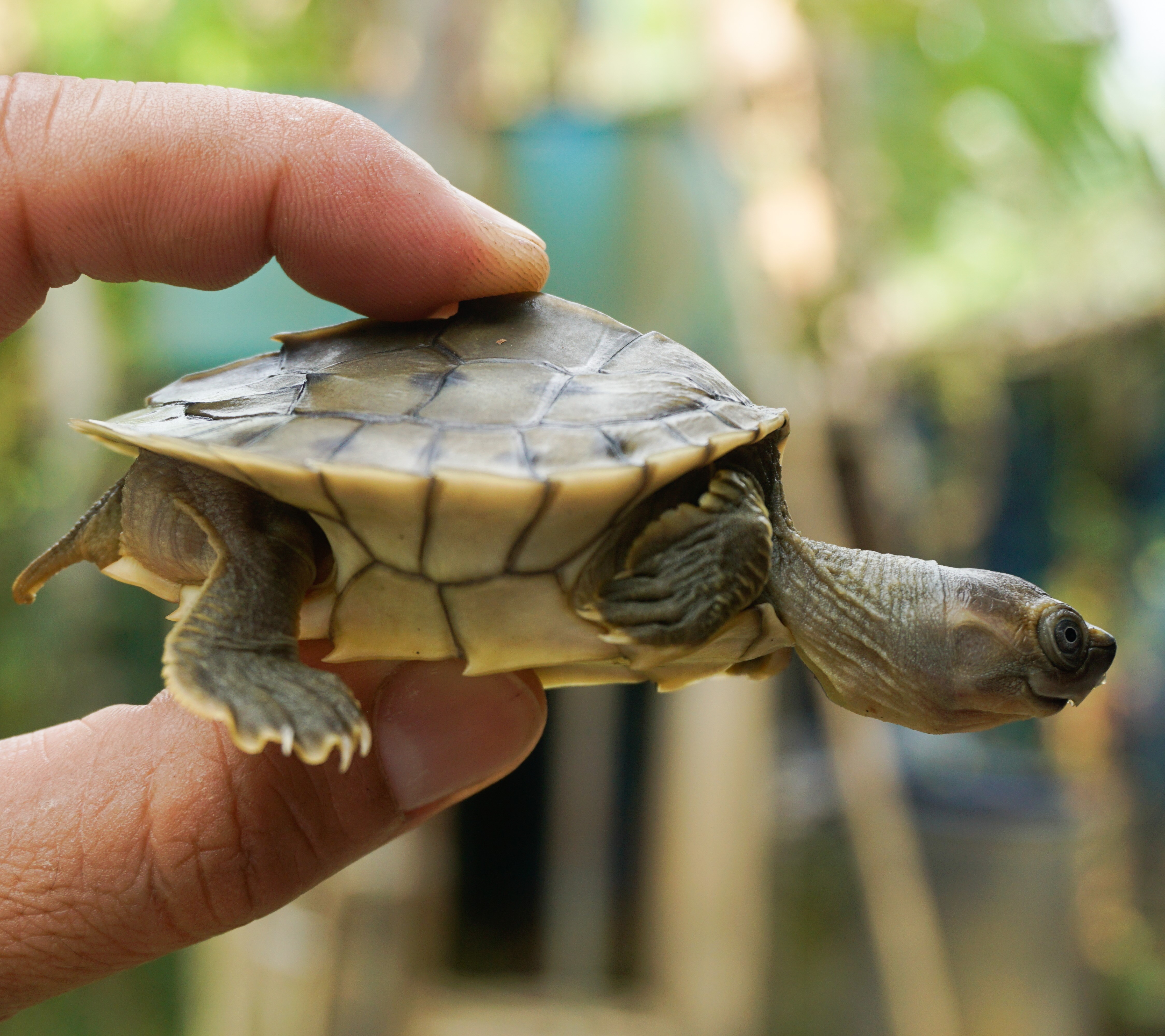 Smiling' Turtles Saved from Extinction in Myanmar