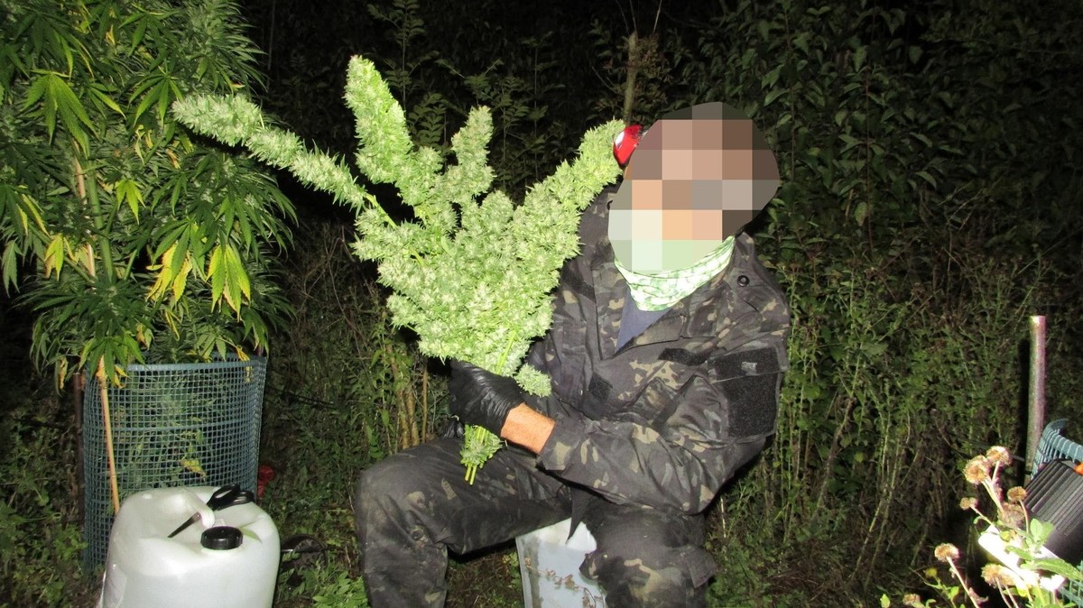 Meet the Gangster-Free Weed Growers Who Hide in Plain Sight