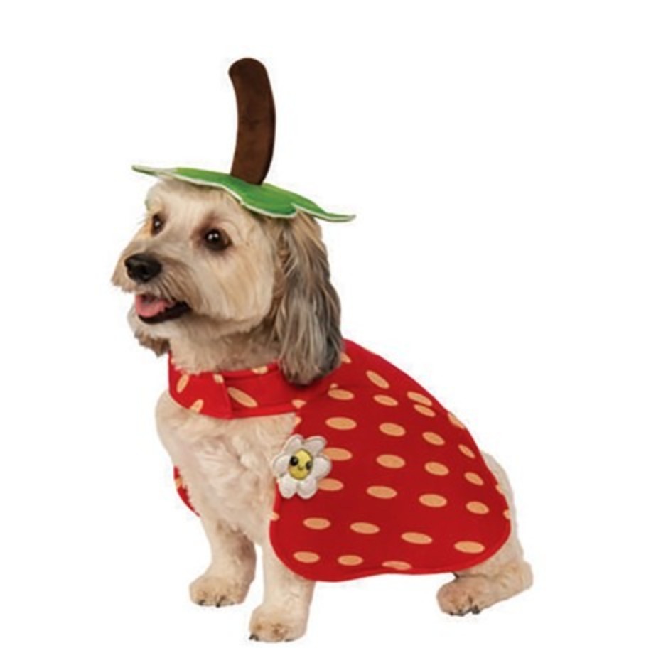  Verceco Halloween Costumes for Dogs Cute Halloween Pet