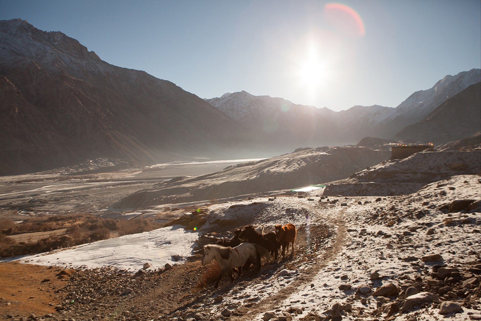 1484412270143 Horses running free as the sun rise above the Shyok rink