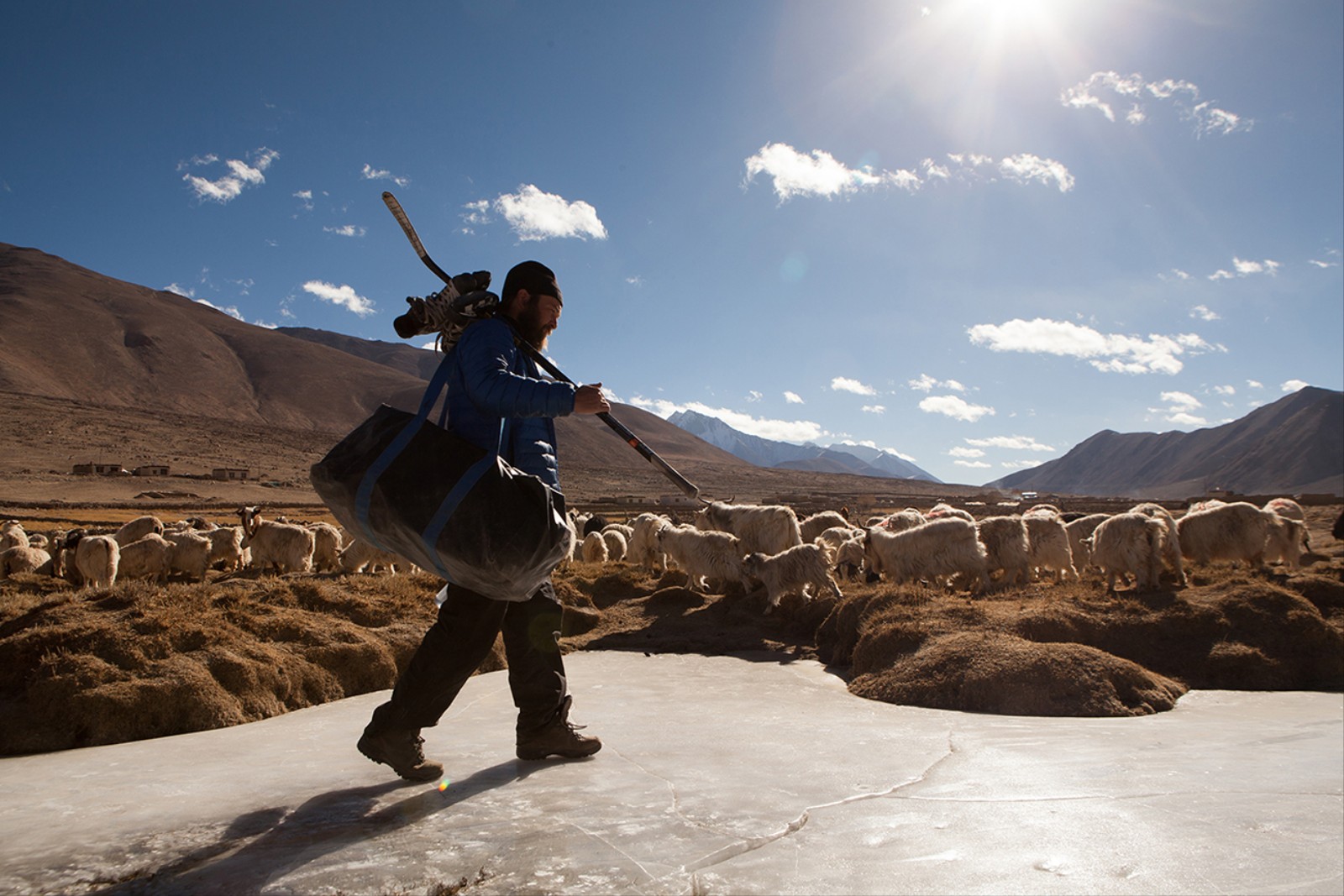 1484412332750 Coach Ian Andersen passing a herd of pashmina goats on his way to the frozen pond in Kargyam Ladakh