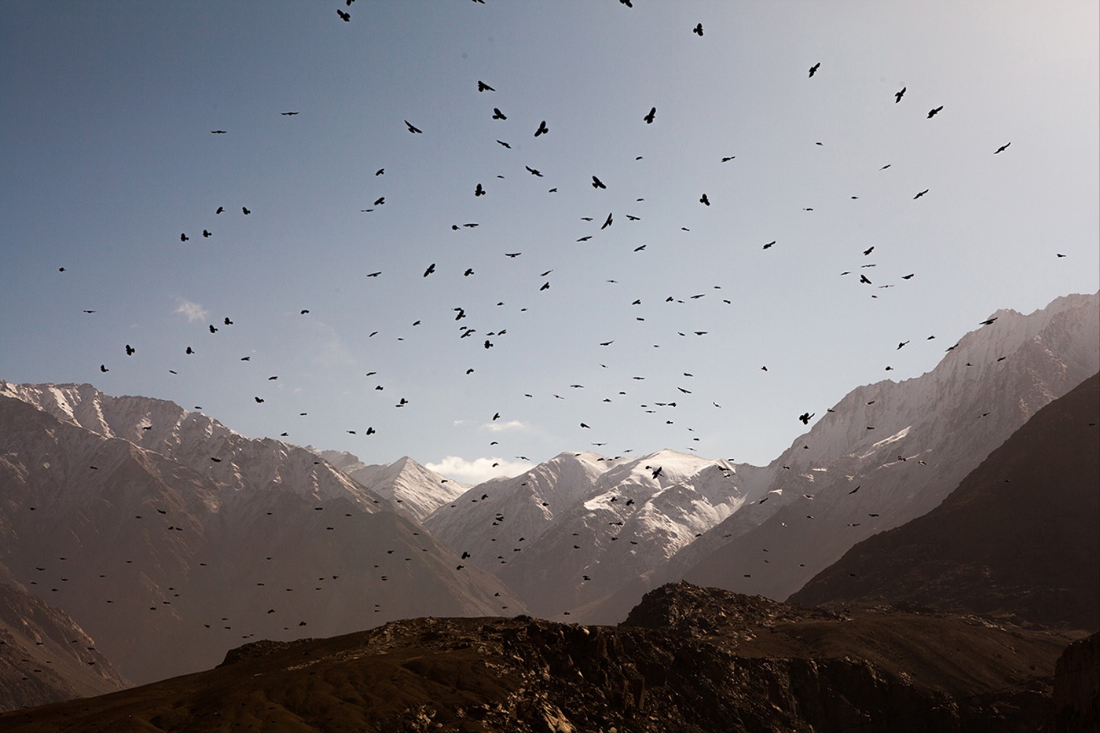 1484412891619 Alpine chough P graculus circulating above the high altitude rink of Shyok village Ladakh