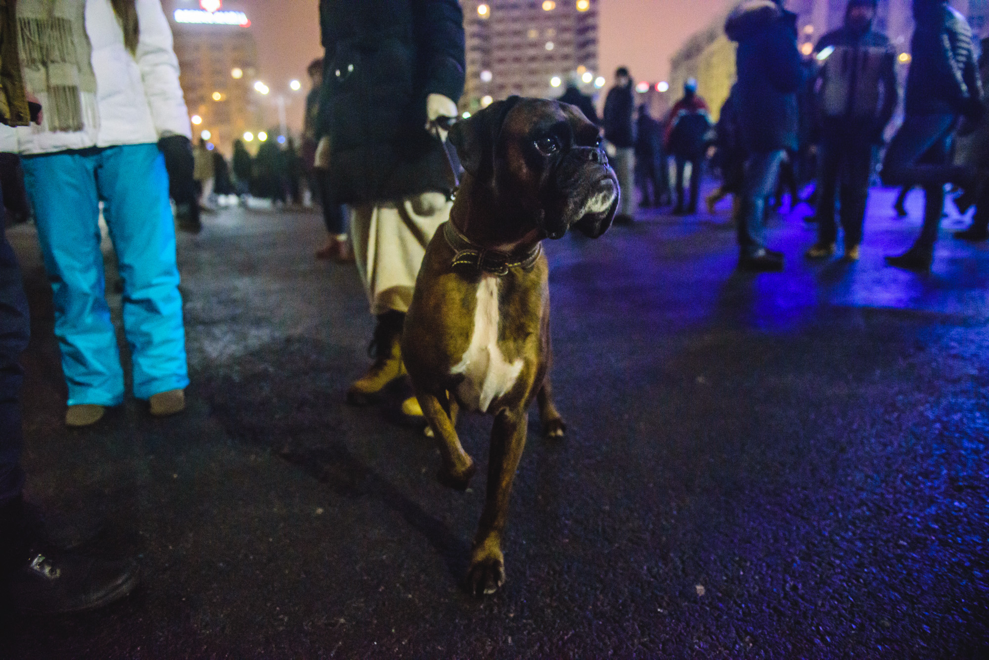 Câine alert la protest.