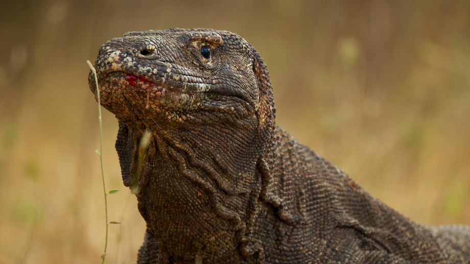 Filming Komodo Dragons For Planet Earth Ii Is More