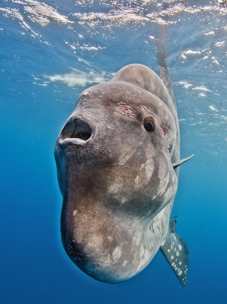 Wenn Der Skorpion Den Fisch Erobert Hat Wenn Der Skorpion Den Fisch Erobert Hat