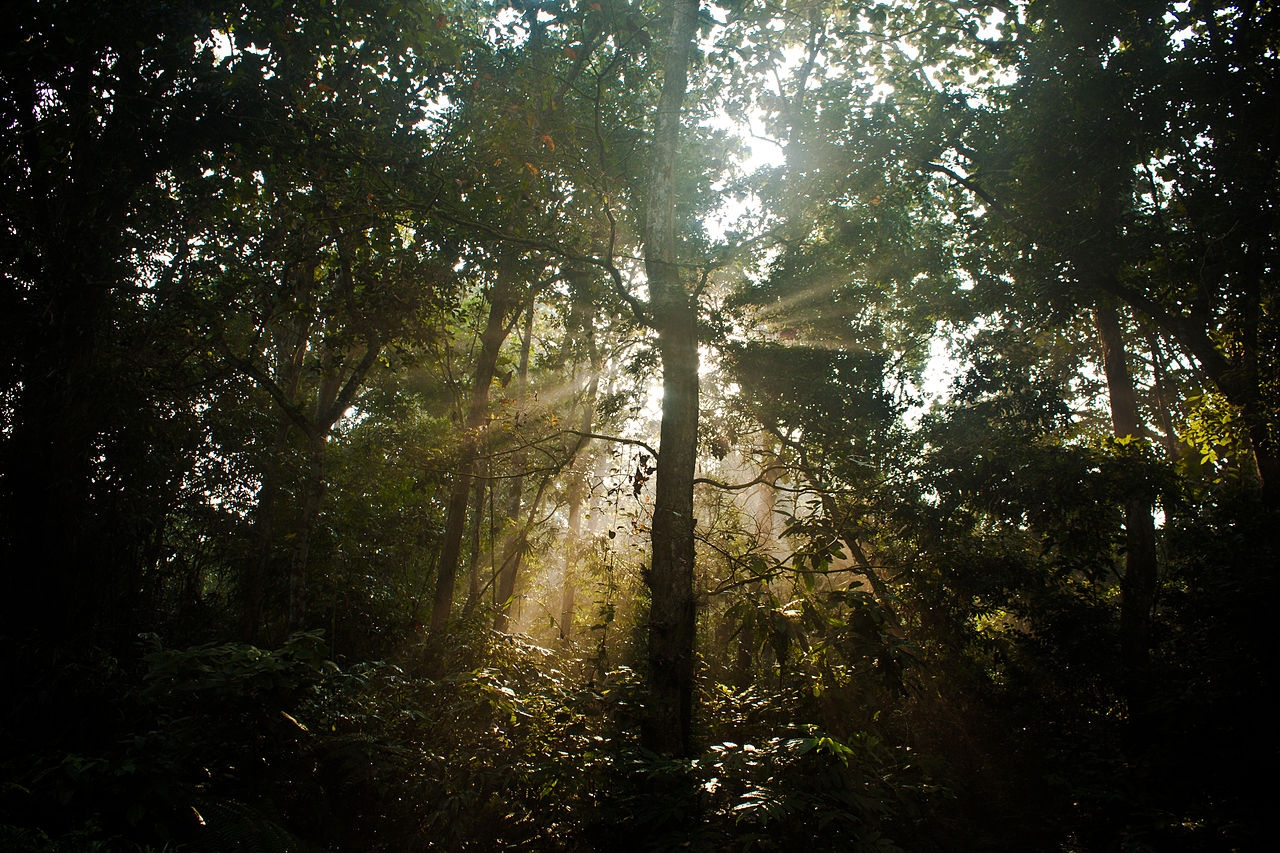 A Special Forces Mercenary Explains How to Survive in the Jungle - VICE