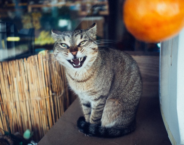 Veterinarul Fotograf Care A Făcut Baia Mare Mișto și Le A Dat