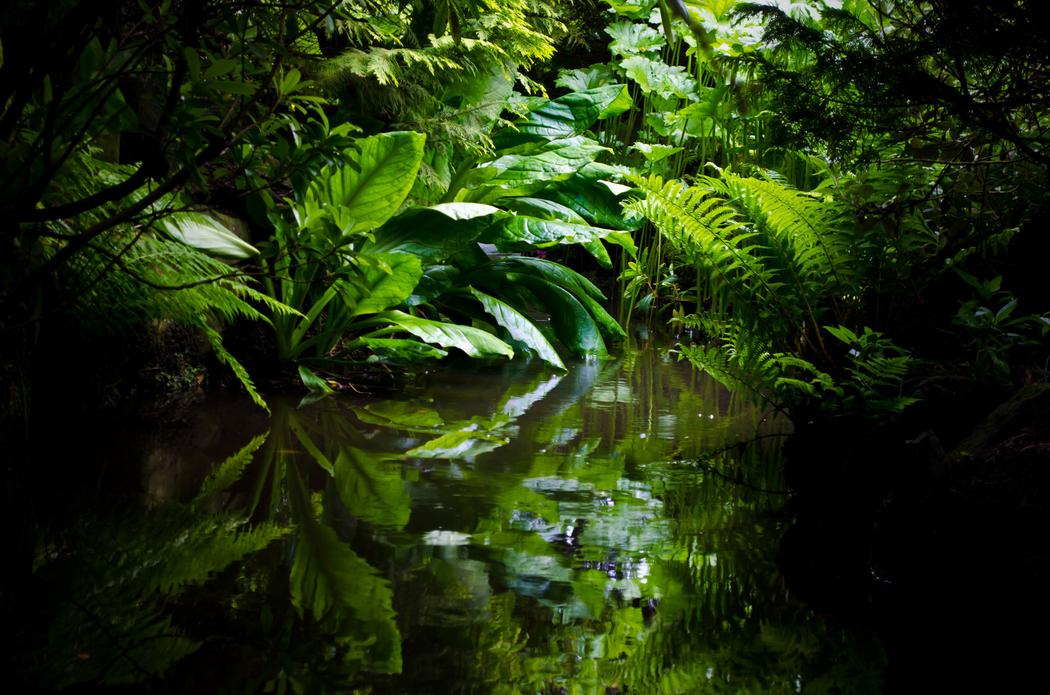 mercenario fuerzas especiales sobrevivir selva