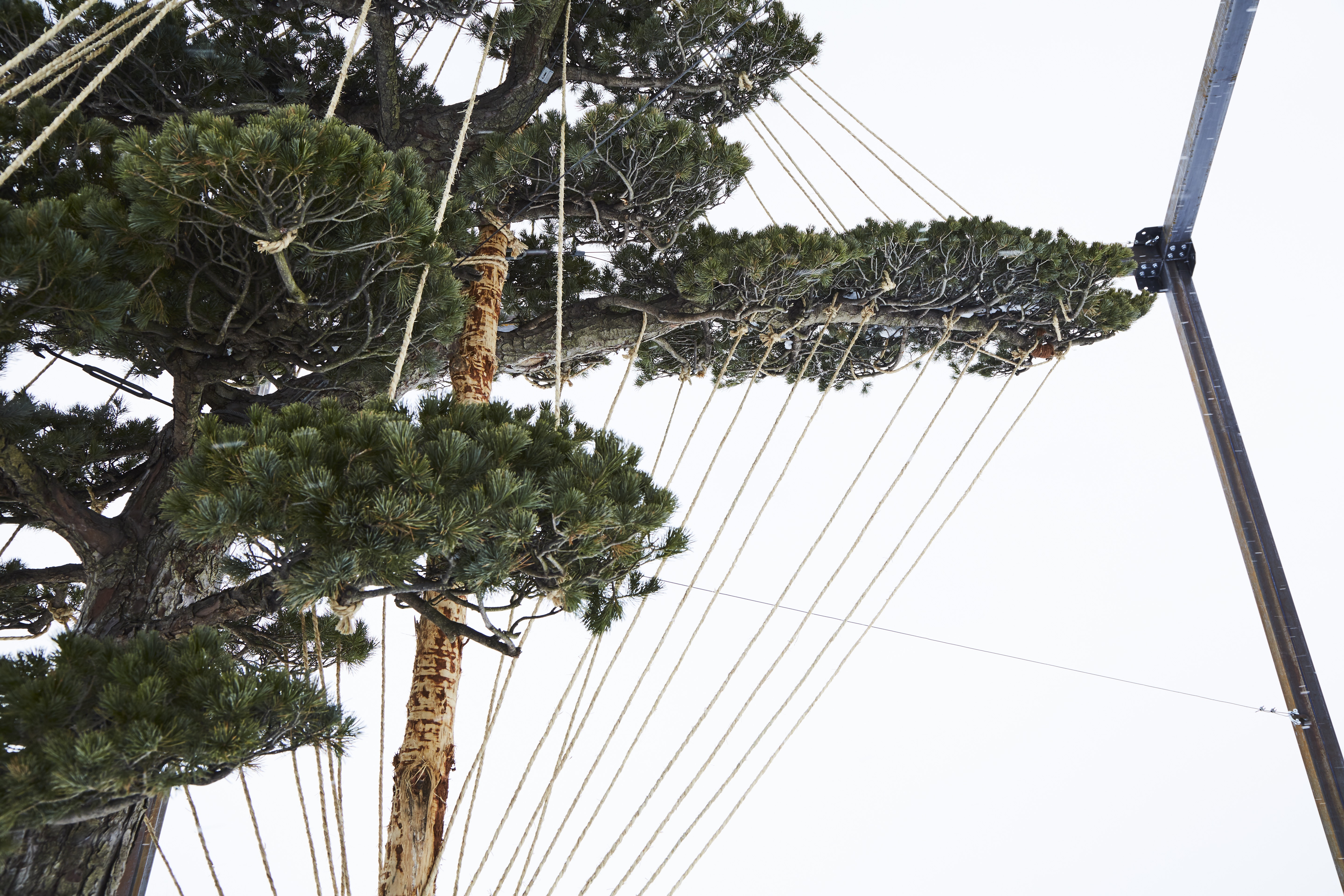 A Massive Bonsai Tree Brings "A New Stage of Beauty" to ...