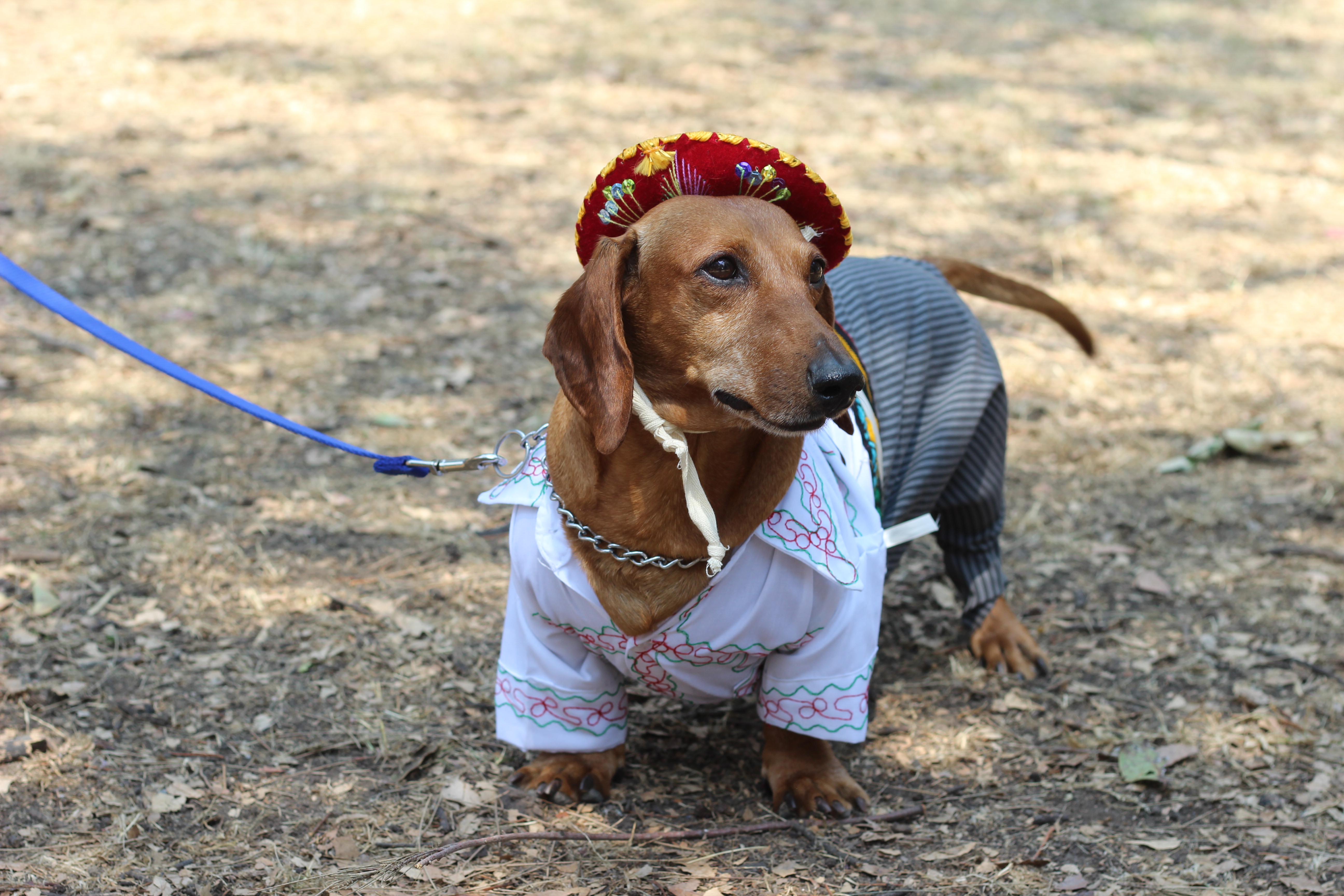 Los disfraces del Día Nacional del Perro Salchicha en la CDMX