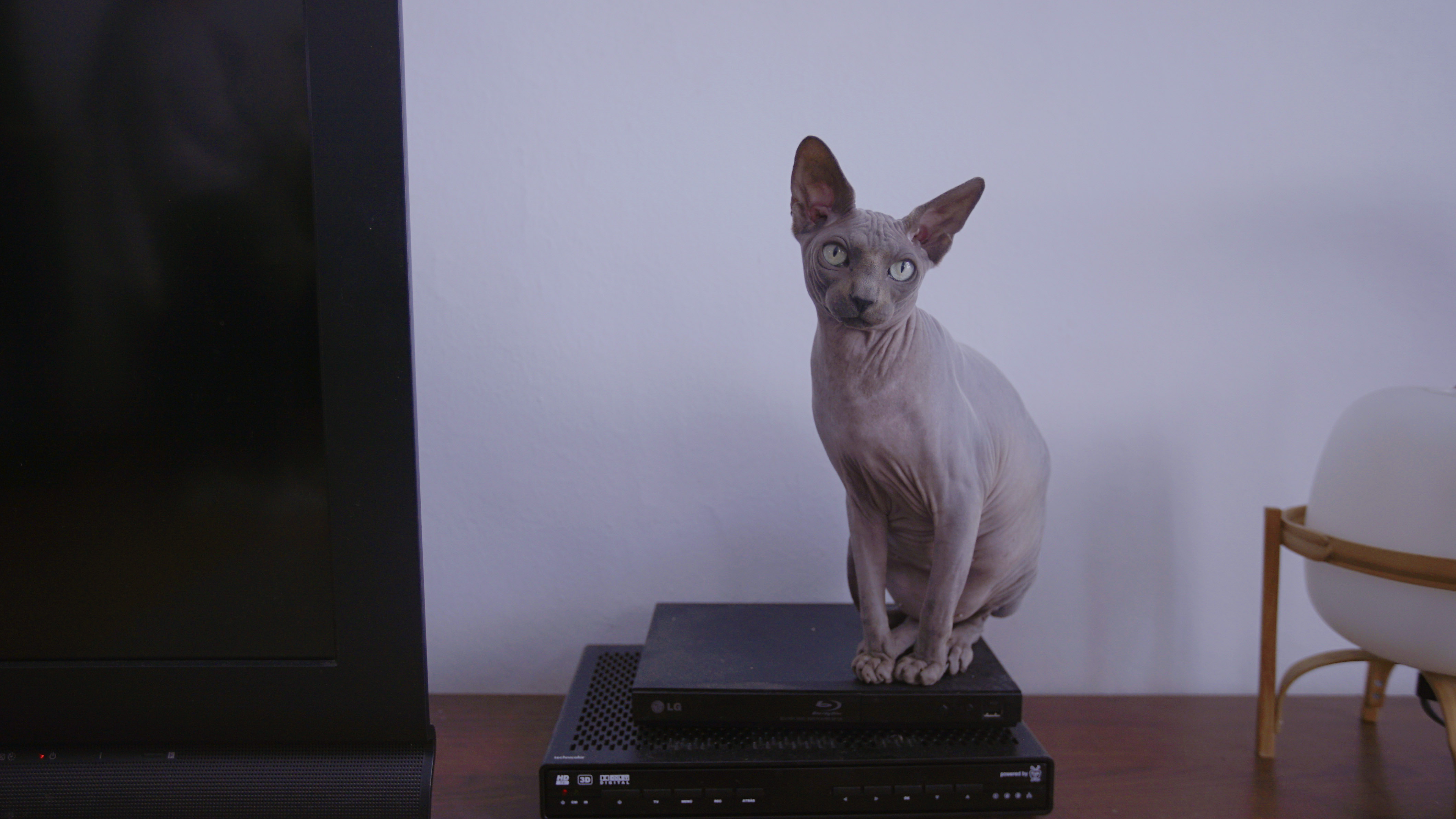 performances for pets mascotas animales