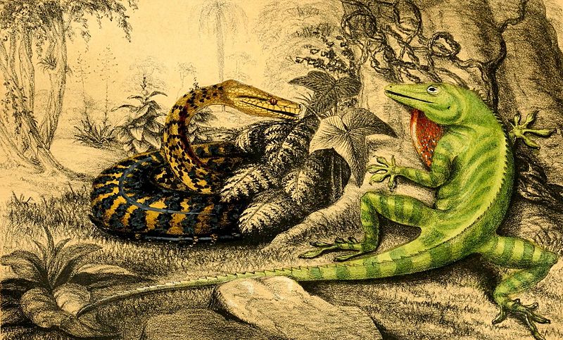 Check Out These Vivid Wildlife Illustrations From a Victorian Fossil ...