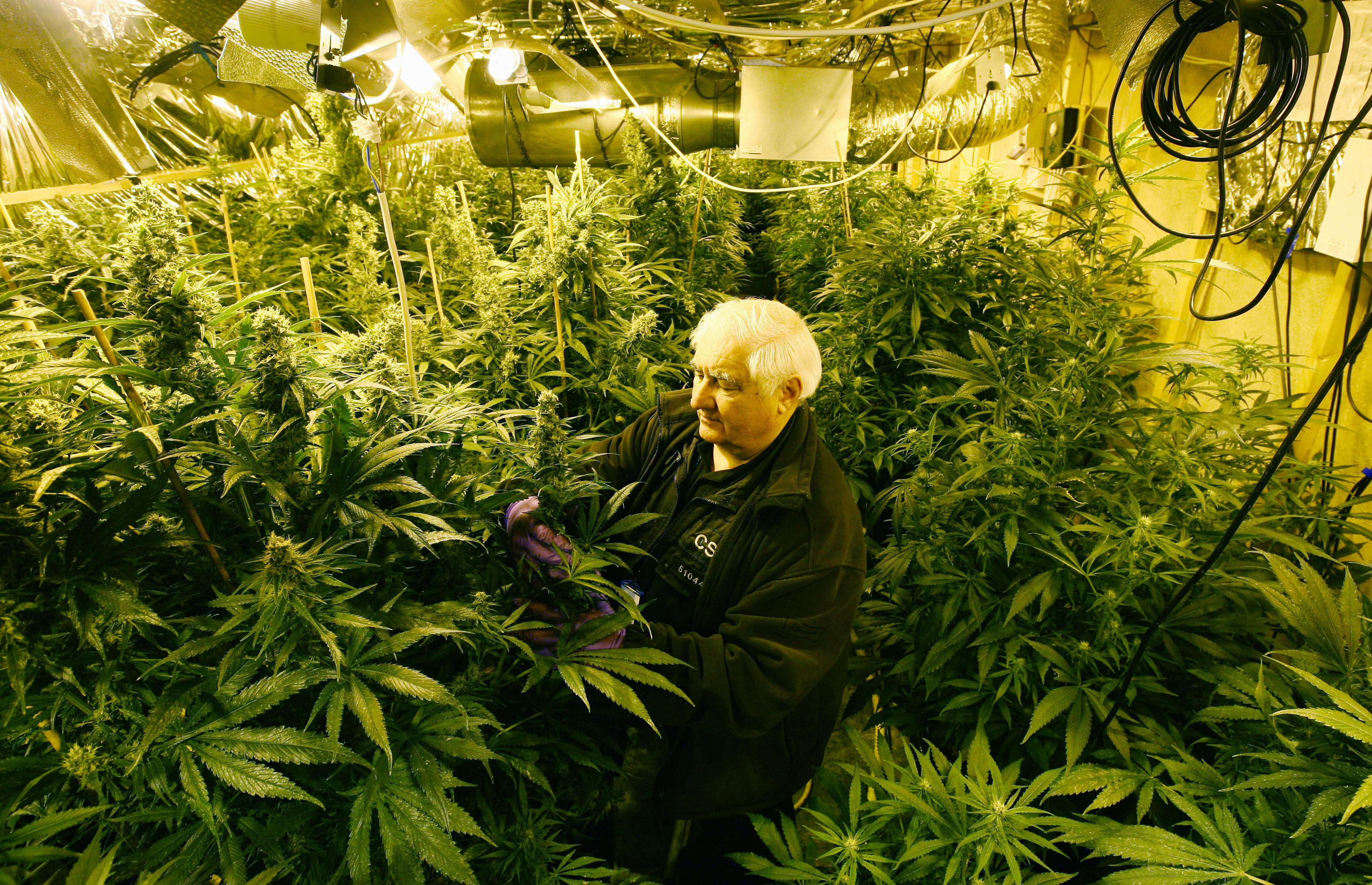 Are Police Too Skint To Control Britain S Weed Growing