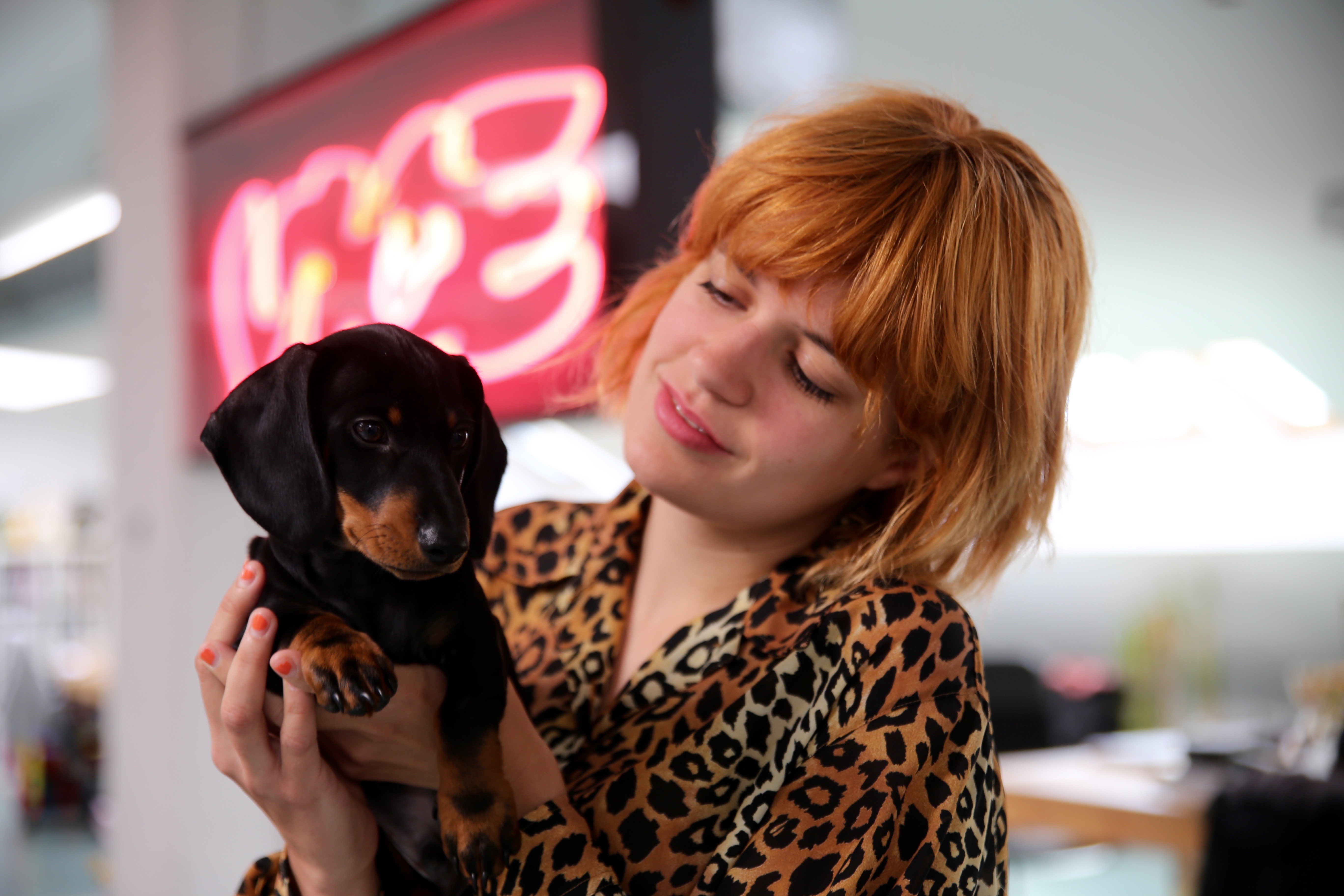 performances for pets mascotas animales