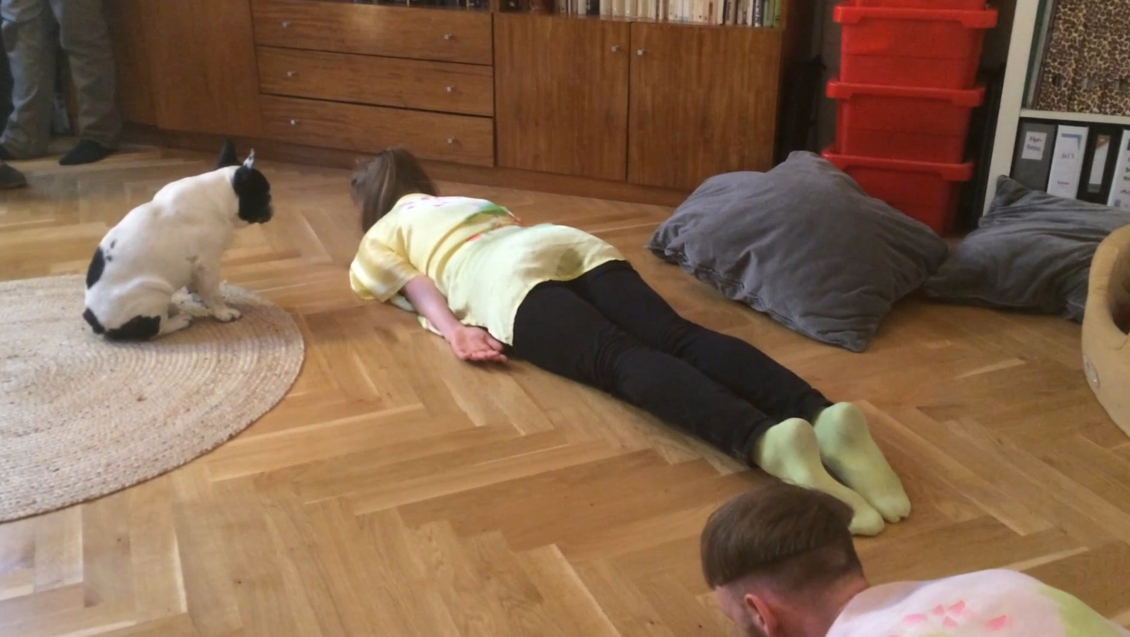 performances for pets mascotas animales