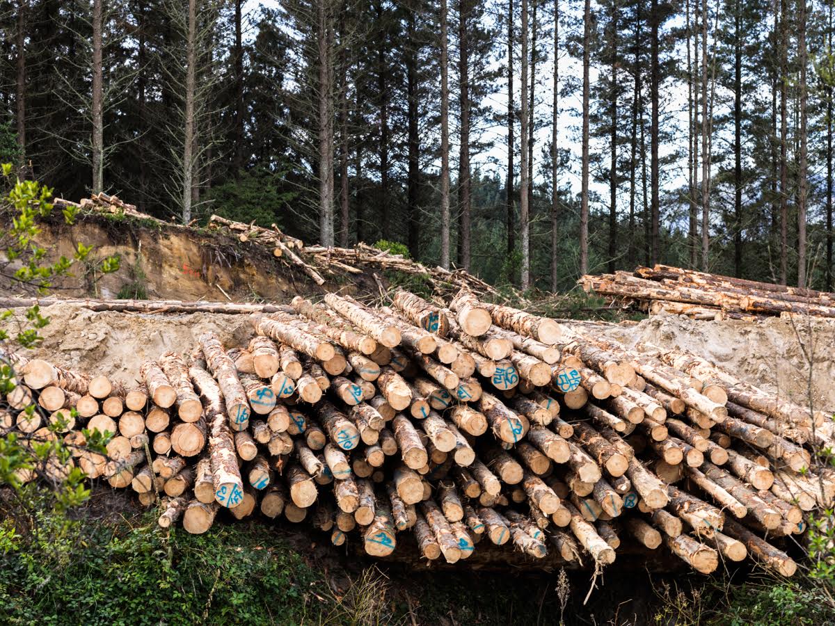 1496046203820-kawerau-logs