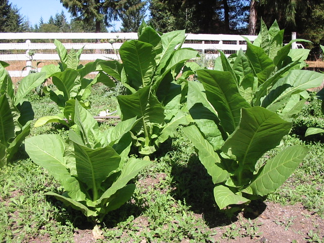 We Asked A Tobacco Farmer If Growing Your Own Chop Chop Is Worth It
