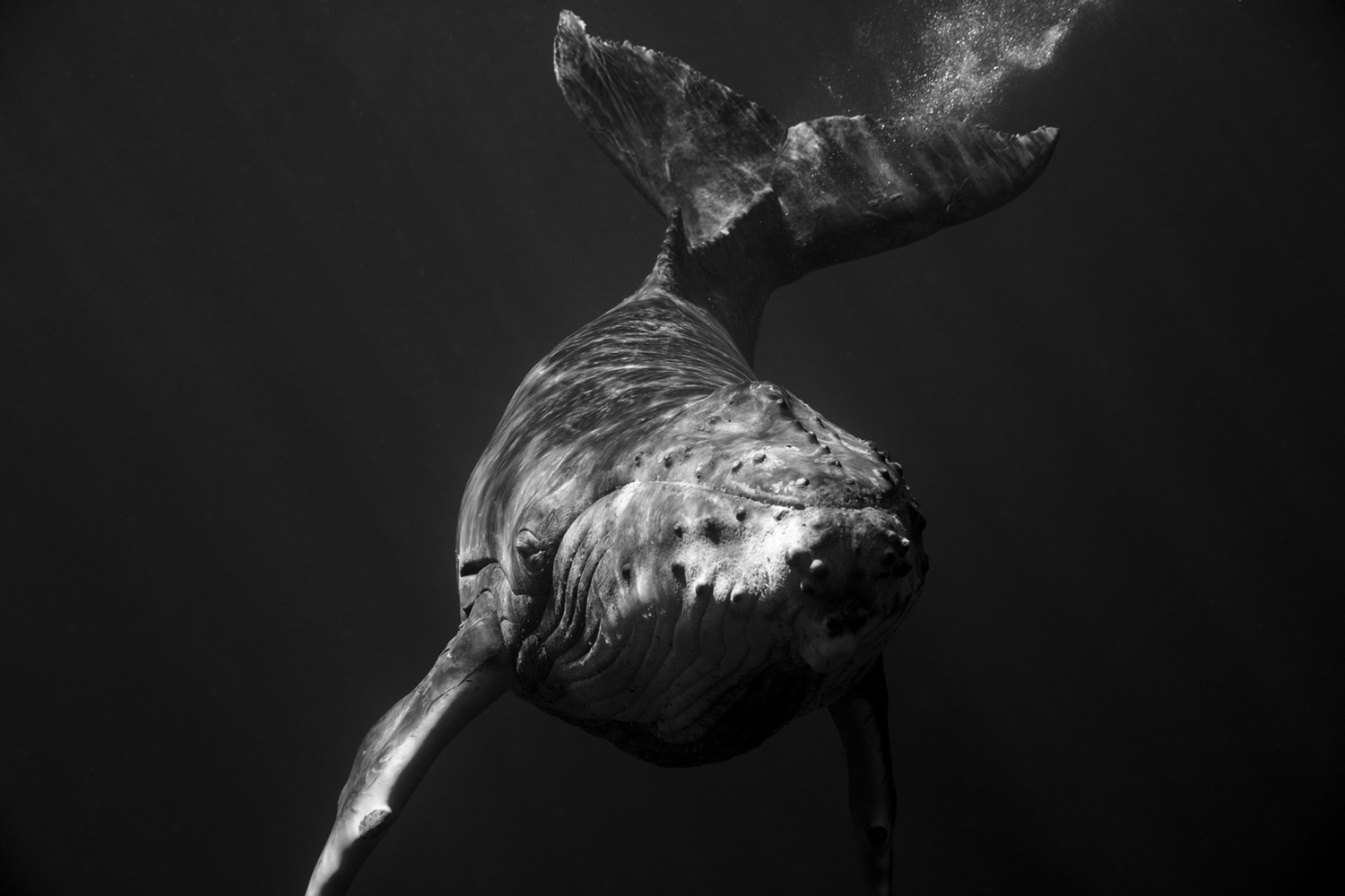 black and white whale photography