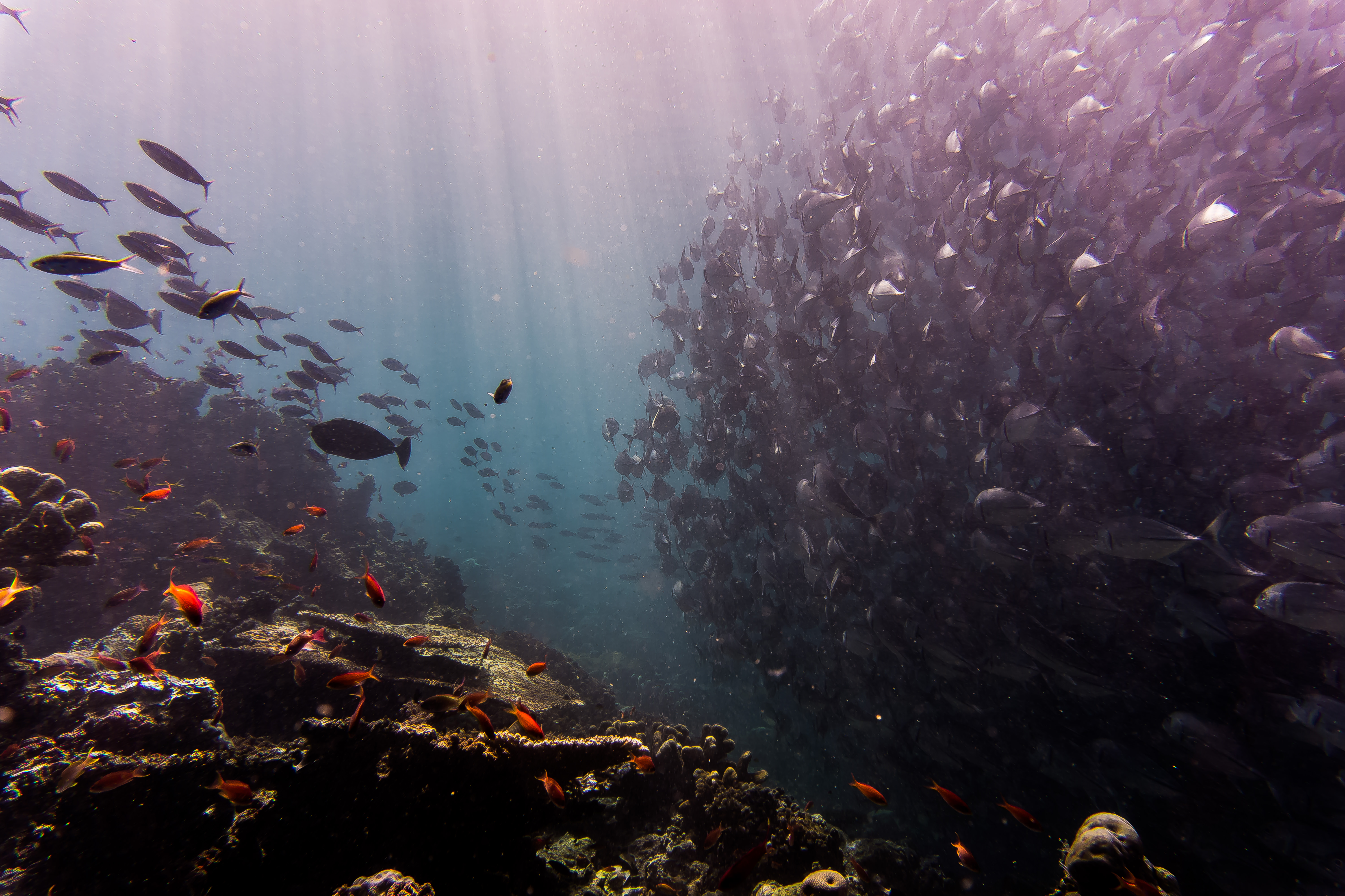 Photo via Oceanic Global.