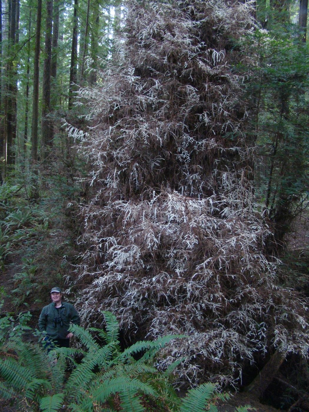 En Californie, des arbres fantômes défient les lois de la nature… 1496823911104-1496773067074-unnamed-3