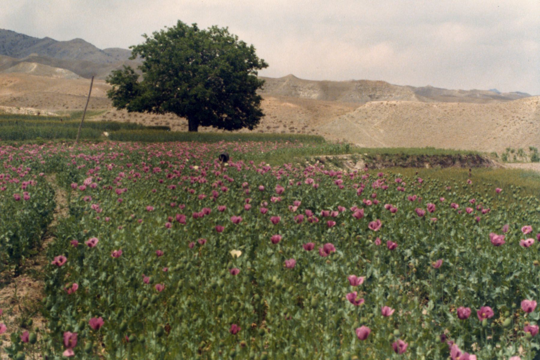 The DEA's Opium War with the Taliban - Motherboard