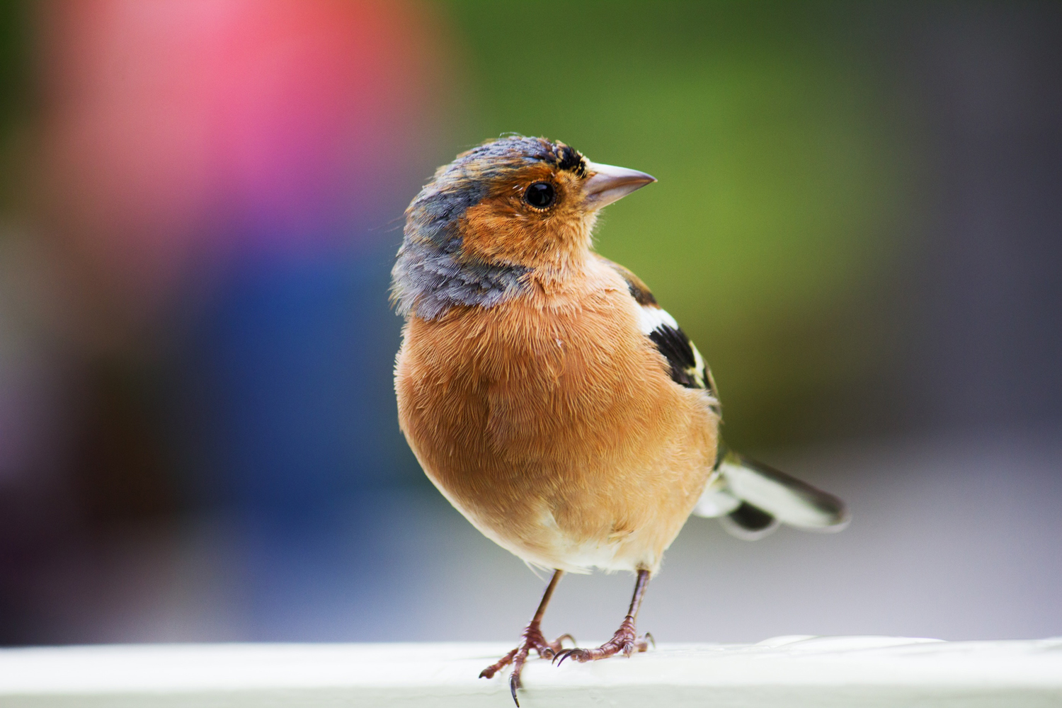 Qué mascotas no tienen problemas con tu regla - Broadly