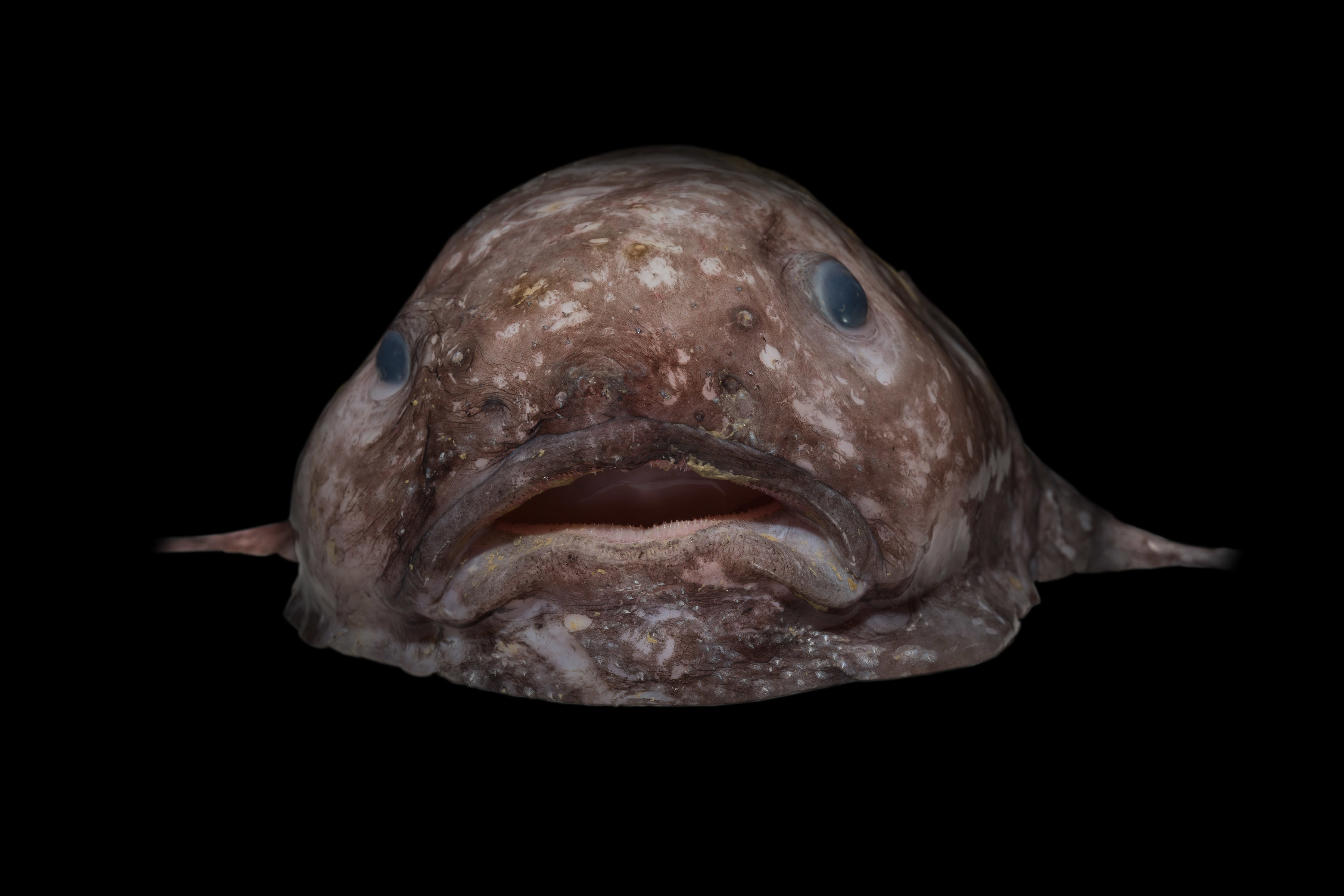 Blobfish. Foto oleh Rob Zugaro.