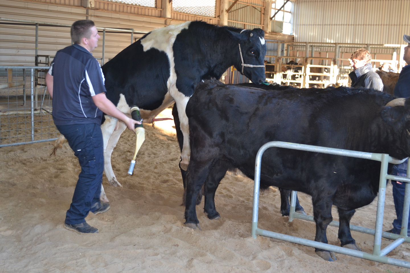 Bull cuming