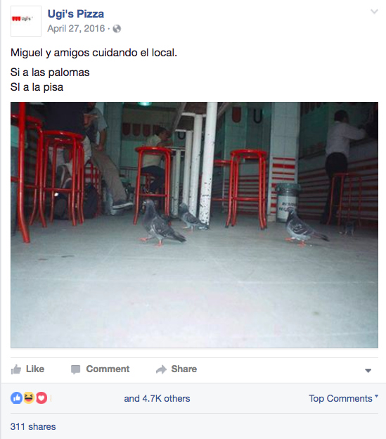 1498774820735-17Miguel-Pigeon2__x