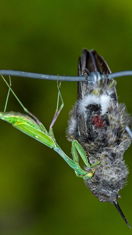 Eine Gottesanbeterin (Stagmomantis limbata) frisst einen Kolibri (Calypte anna). Der Vogel wurde zuerst von einem Stacheldraht durchbohrt. Bild: Megan Ralph/Dryad Ranch