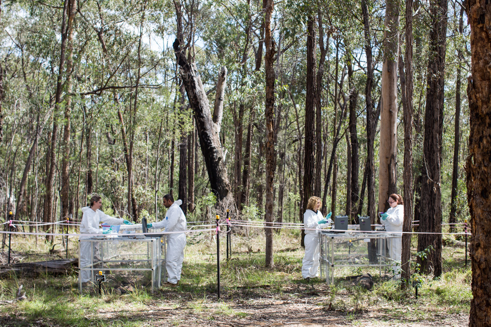 What Happens Inside Australia's Only 'Body Farm' VICE