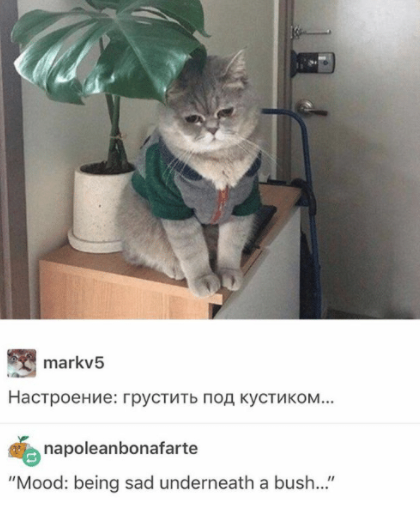 Russian Cat Meme