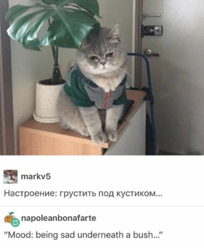 russian cat meme