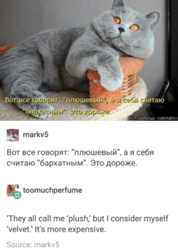 These Russian Cat Memes Are A Dose Of Good Internet