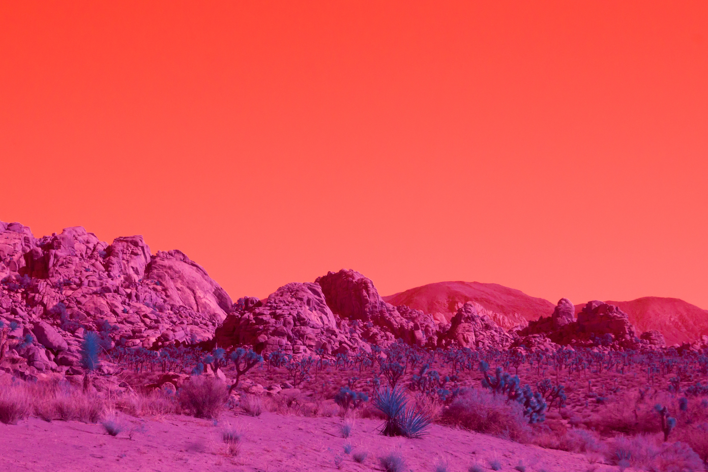 Psychedelic Photos From the Californian Desert - VICE