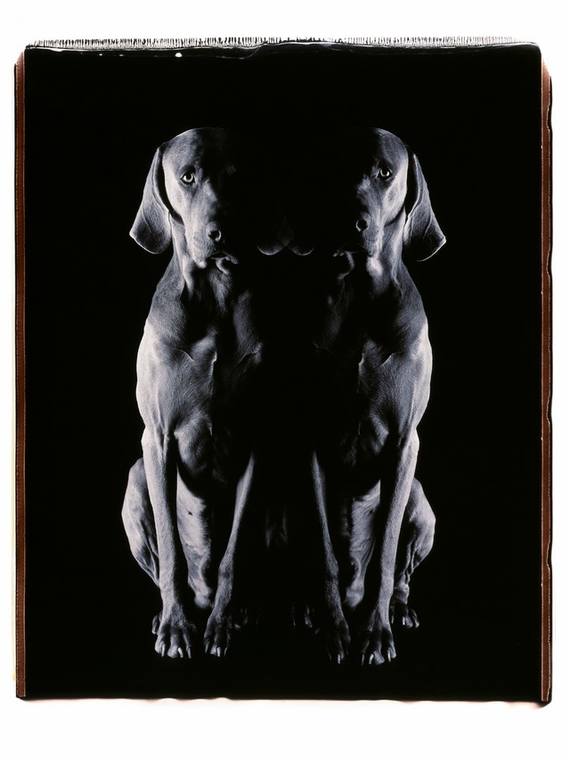 How William Wegman S Dogs Became Accustomed To Traveling By Limo I D
