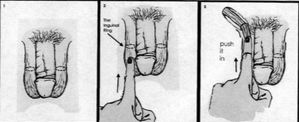 Diagram by Mira Bellweather from Fucking Trans Women