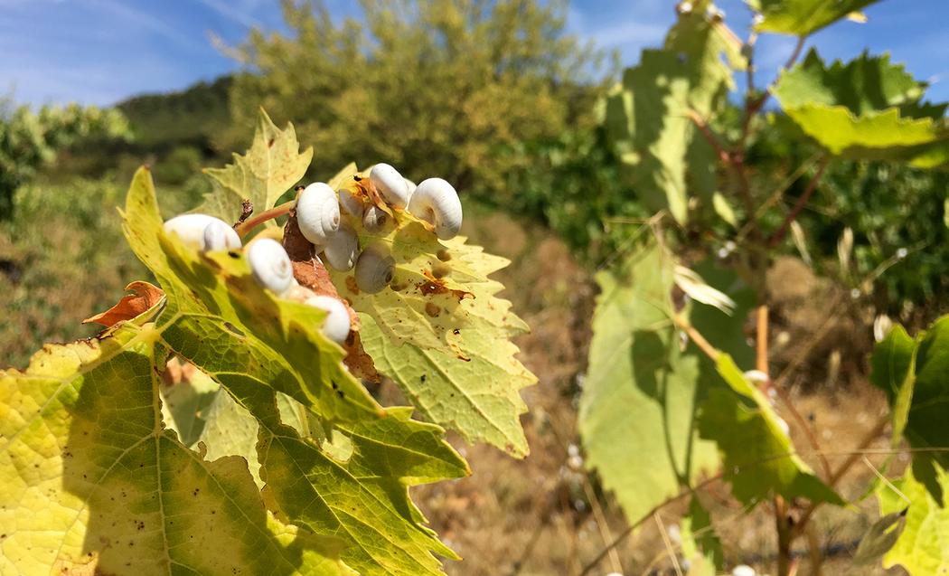 Es geht: Wein herstellen ohne besondere Ausrüstung - MUNCHIES
