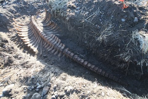 Giant Extinct Sea Cow Found Buried Beneath Siberian Beach