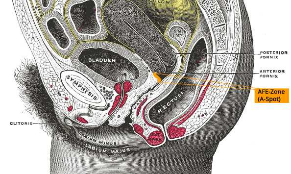 The A Spot What It Is How to Stimulate It